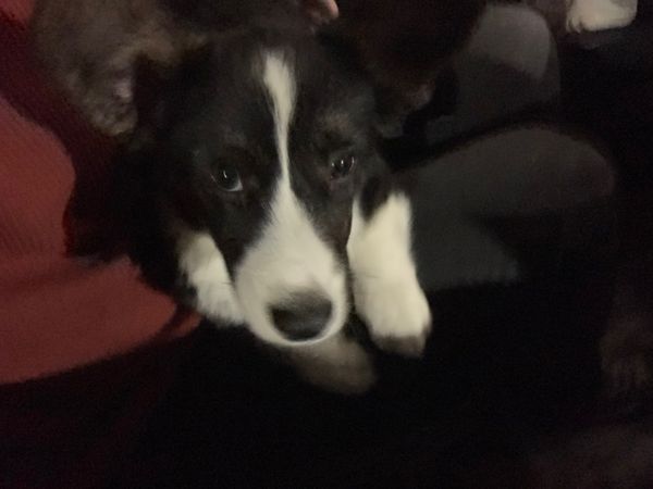 A slightly blurry photo of a black and white doggo.