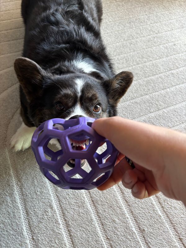 A black and white corgi playing tug with a dog toy. The toy is a ball with many holes. You can see her teeth through the holes.