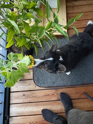 A black and white corgi cardigan sniffing a sun flower on our balcony.