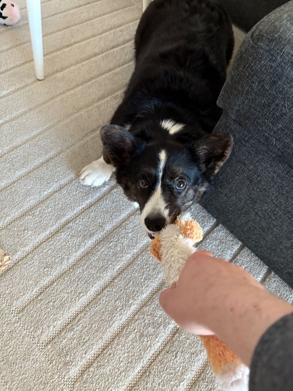 A black and white corgi is pulling a dog toy next to a couch. The arm of the photographer not holding the camera is visible pulling on the other end of the toy. The dog looks playful.