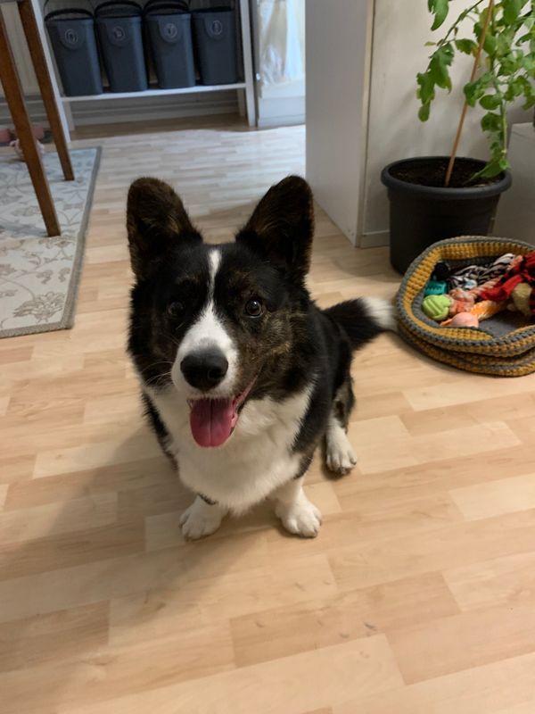 A black and white dog looking into the camera with their tongue sticking out. They are sitting on a light coloured wooden floor and there is a plant and a dog bed behind them.