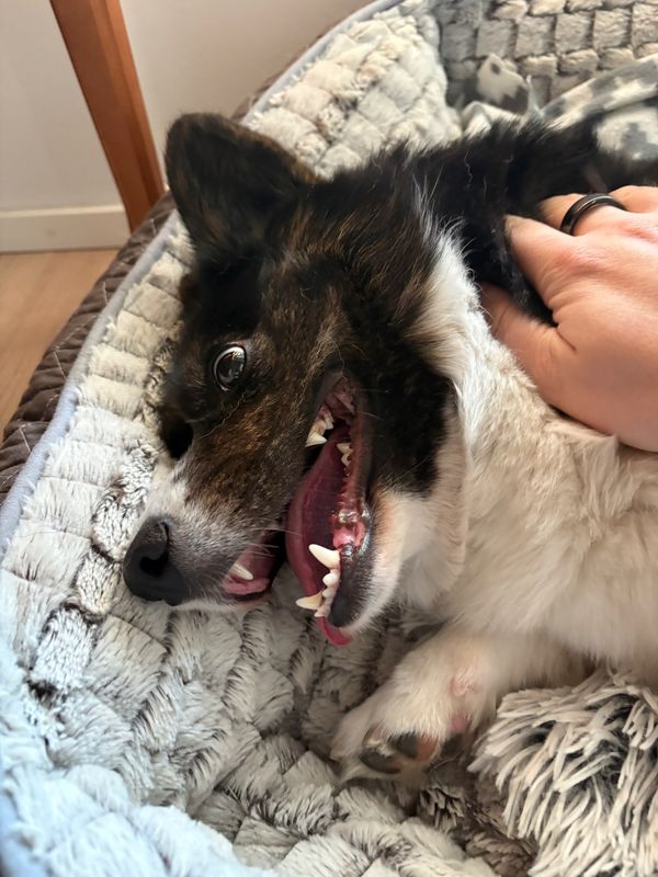 A black and white corgi making a crazy face while playing.