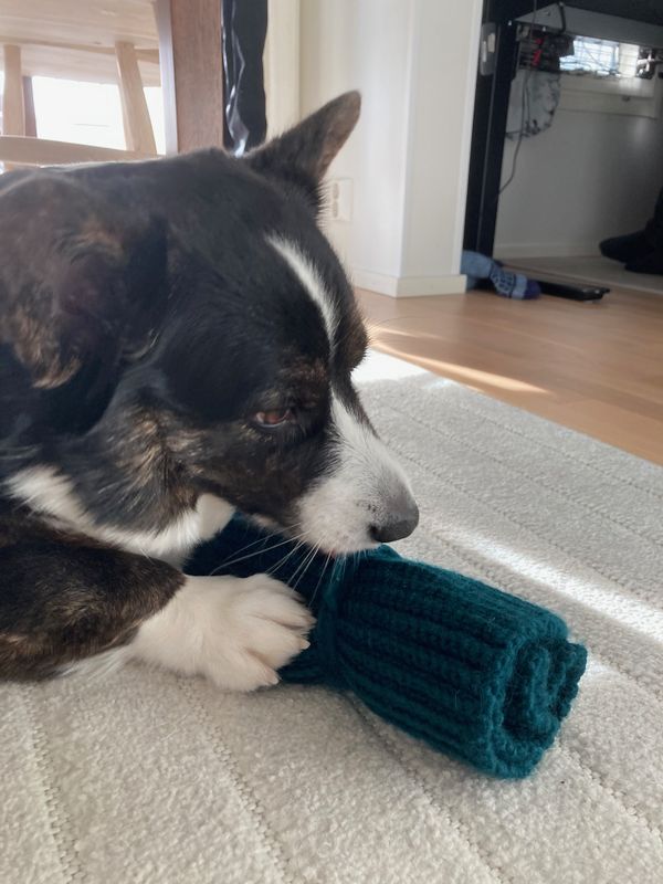 A corgi chewing on a roll of green yarn.