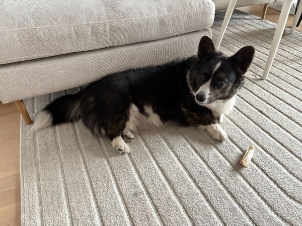 A black and white corgi cardigan lying next to a couch, looking somewhat confused into the camera.