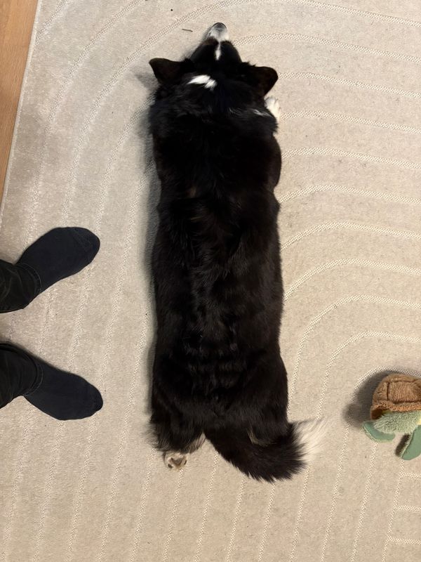 A black and white corgi photographed from above on a carpet.