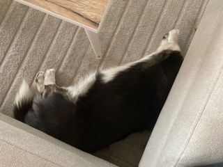 A black and white corgi cardigan lying next and under a couch photographed from above. Her head is not visible.