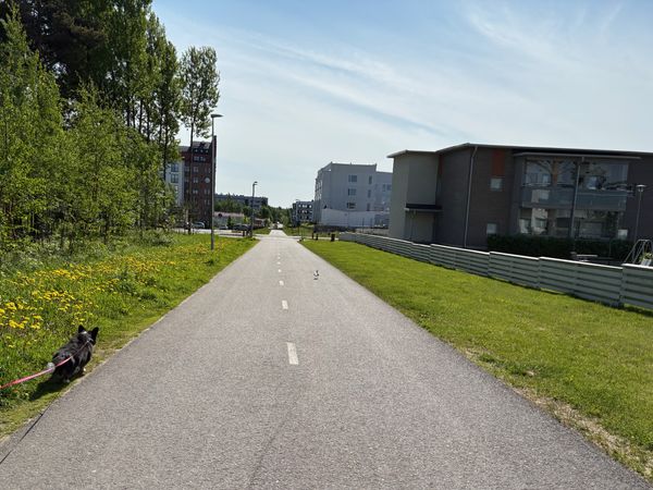 A black and white corgi cardigan walking on a sidewalk, leash taut, trying to get closer to a seagull a little bit further away (maybe 20m or so).