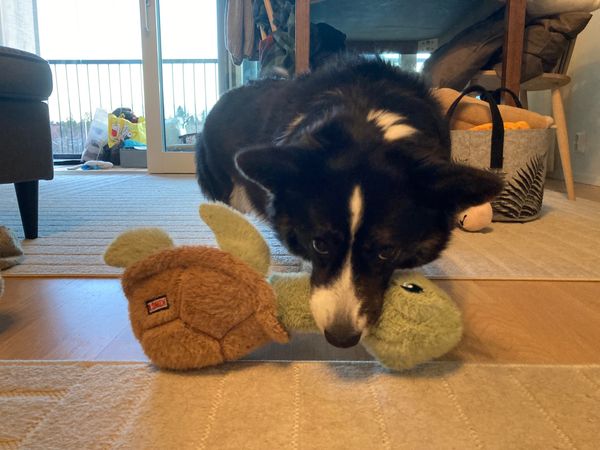 A black and white corgi looking fiercely into the camera while biting down on the (squeaking, btw.) throat of a turtle dog toy.