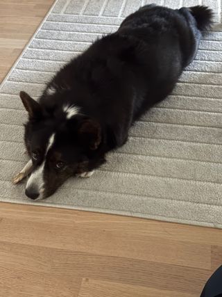 A black and white corgi cardigan lying on a carpet next to a dog bone. She looks straight up into the camera.