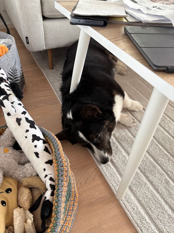 A black and white corgi sleeping under a couch table. Because of the angle and because of her thick fur, it almost looks like one of the table legs goes through the back of her neck.