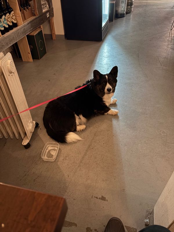 A corgi lying on the floor of a pub watching into the camera next to a radiator and a shelf filled with beer bottles.