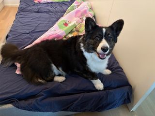 A black and white corgi cardigan sitting on a guest bed, looking playfully into the camera.
