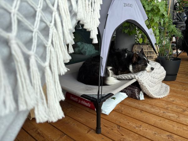 A black and white corgi cardigan relaxing on her balcony dog bed. There are some plants in the background.